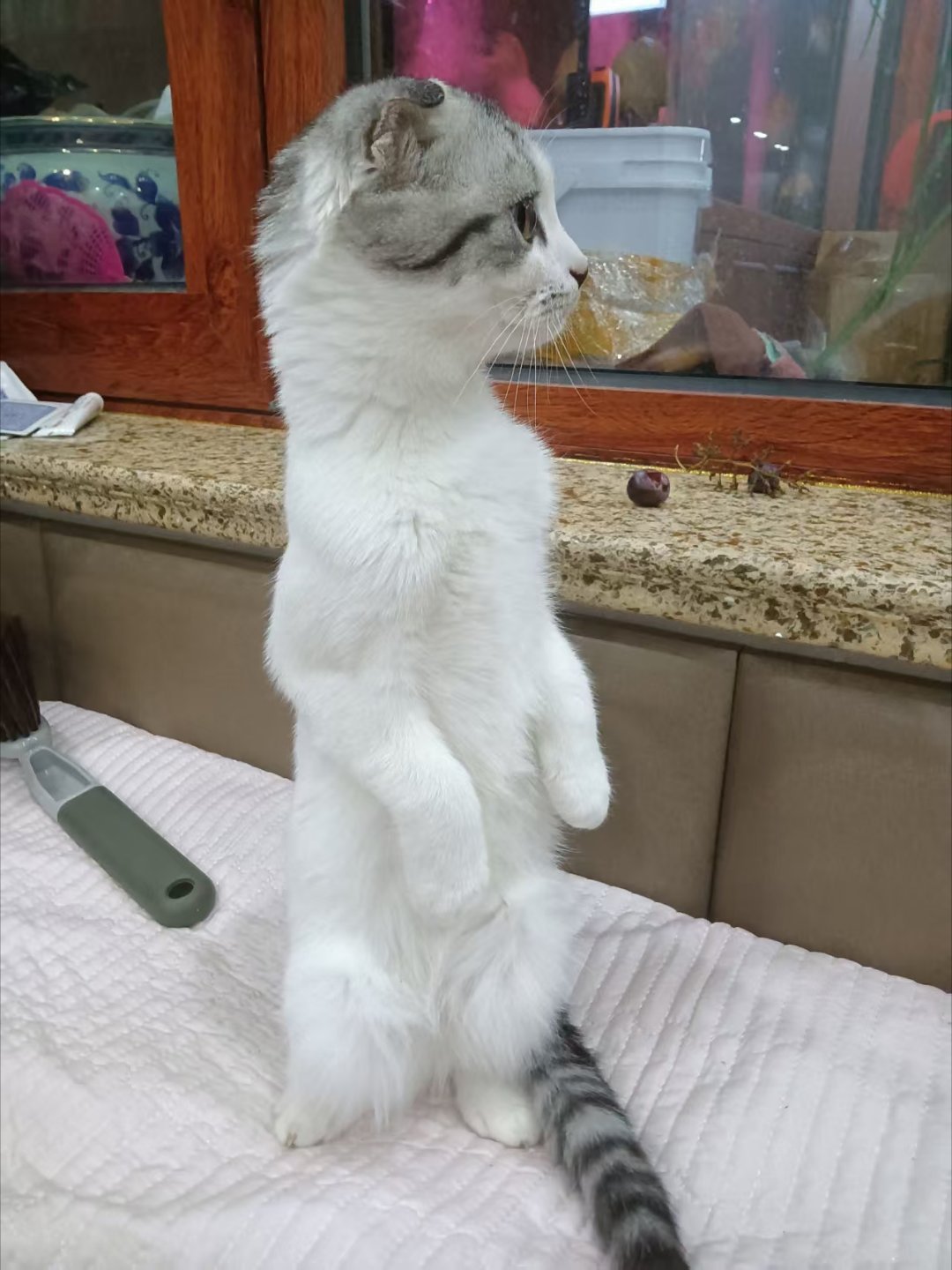 这个小猫咪怎么会站起来
