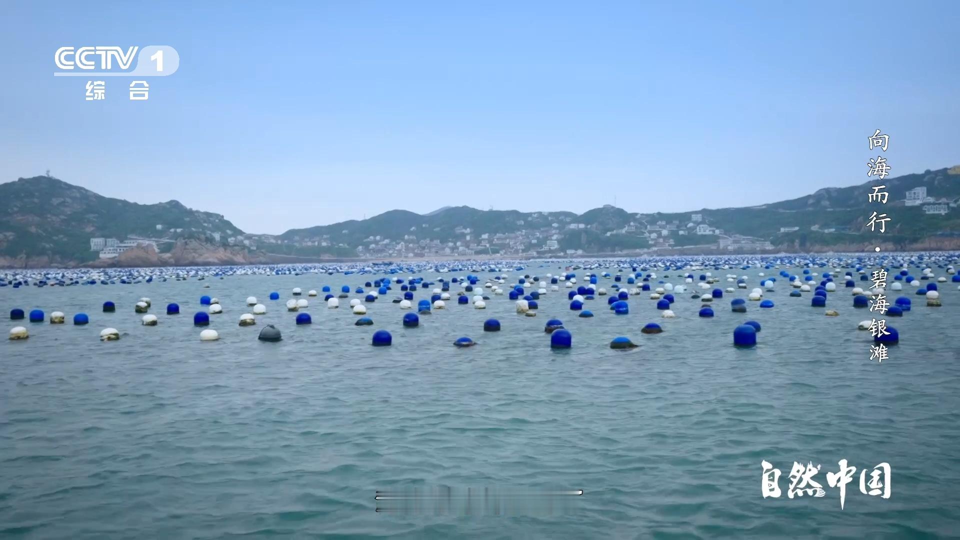 浙江舟山枸杞岛是全国贻贝主产地，海面上铺满环保浮球，形成壮观的海上牧场。新型浮球