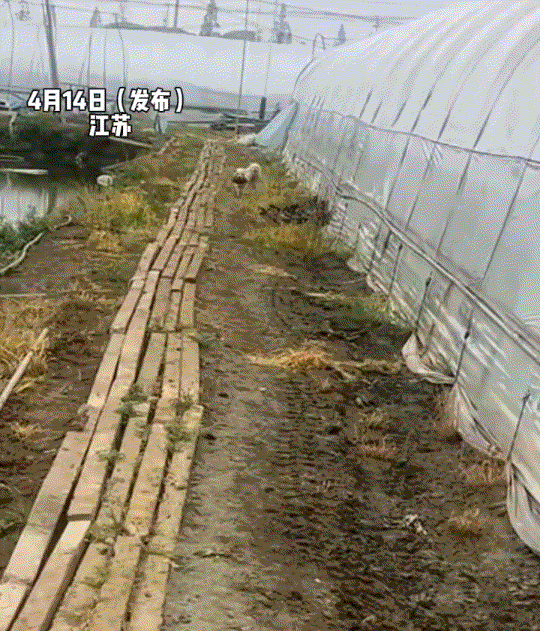 笑不活了！江苏，一男子连续投喂了三年的流浪狗，因男子为其找了一家领养人，男子每隔