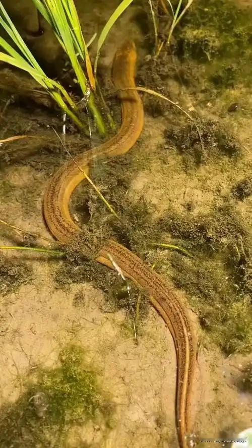 五叔擅长捉黄鳝，只要出门，总能挖到五六斤回来，而且条条都是金黄肥大的，从不要小的