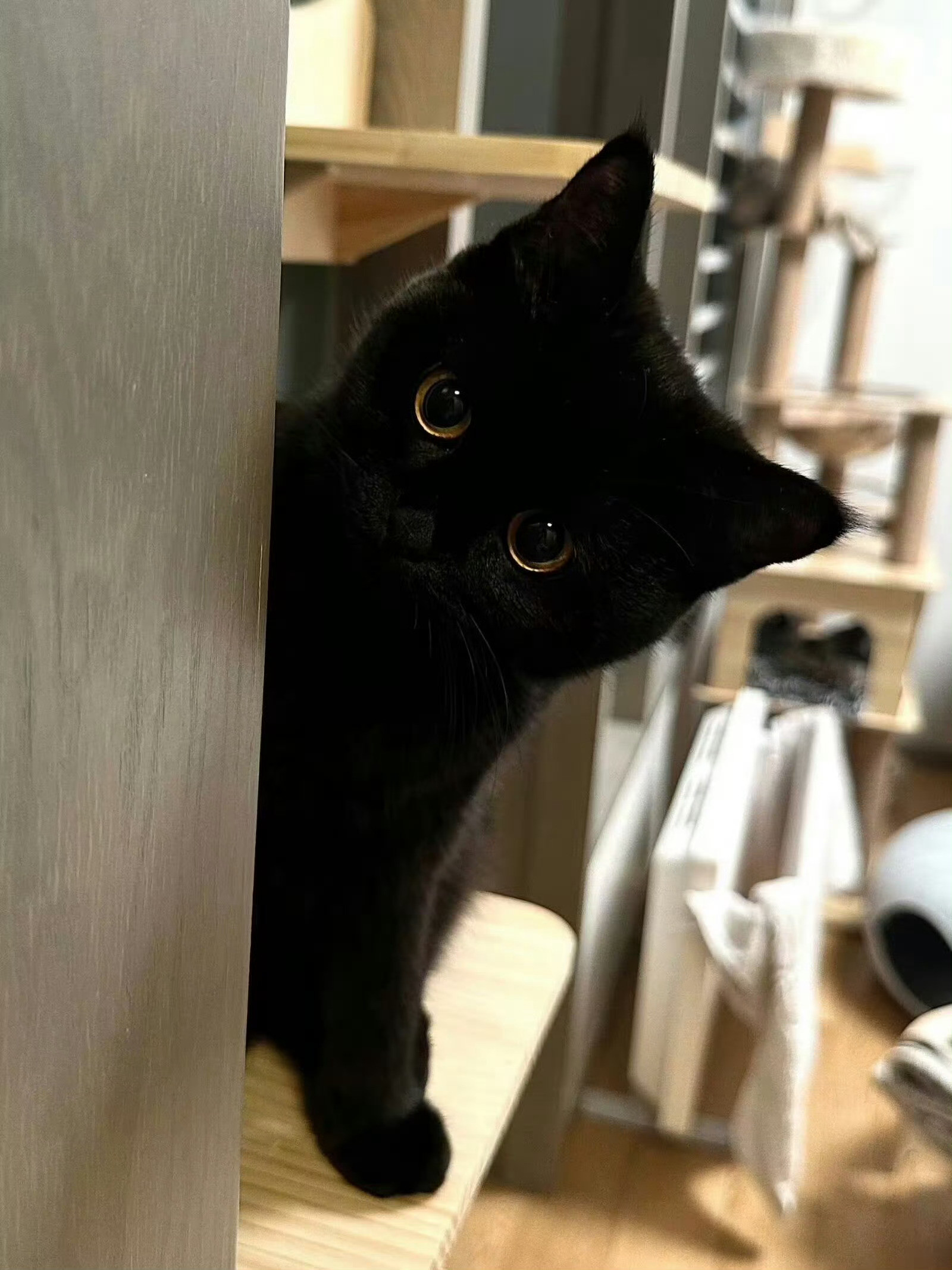 猫咪：你在偷拍我吗😼