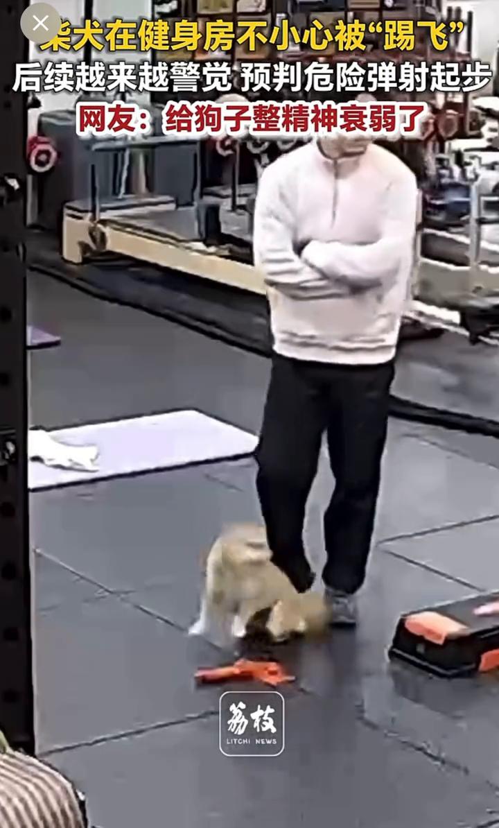 柒犬在健身房不小心被"踢飞"，后续越来越警觉预判危险弹射起步。荔枝新闻。网友