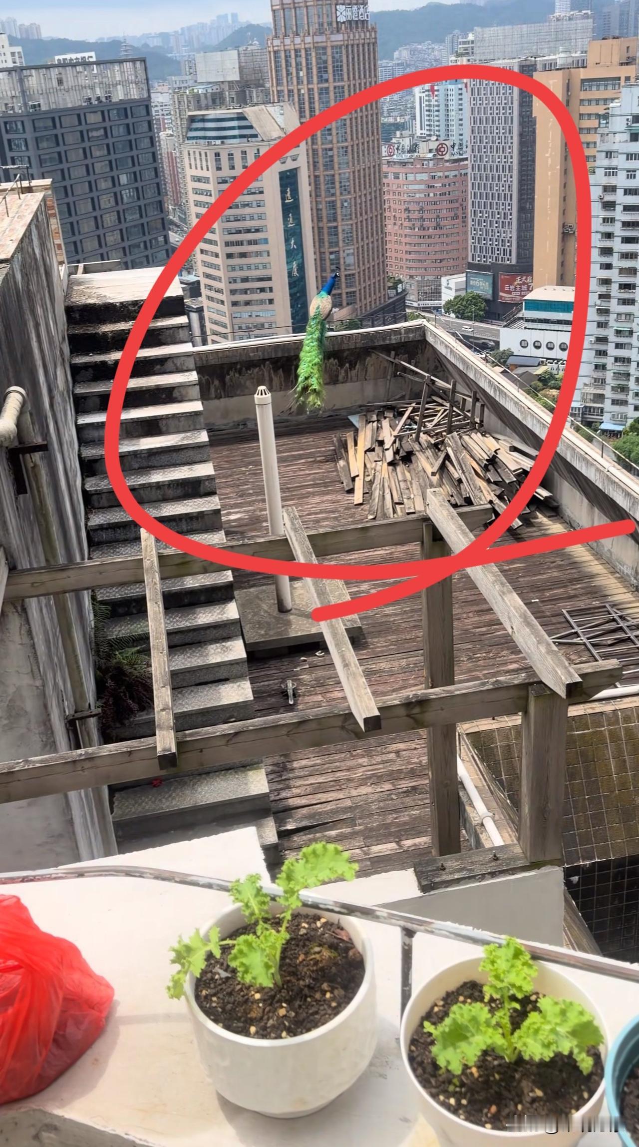 没想到在家也能看到孔雀，而且是第一次见到飞这么远的孔雀贵阳高层住户