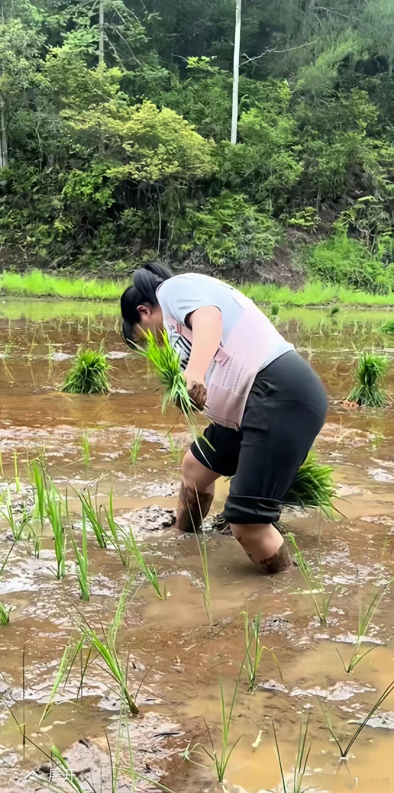 怀孕八个月下田插秧，结婚到底给女人带来了什么？