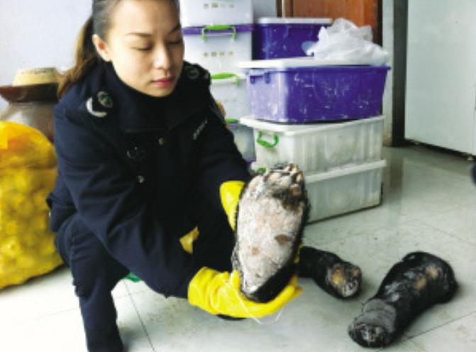 上海男子购熊掌当作待客礼品，整条涉案链条6人全部被警方抓获上海崇明公安破