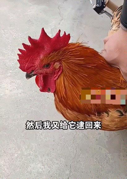 1月7日，安徽一男子，准备将自家养了3年的大公鸡卖掉，谁知，当他把公鸡一绑上，公