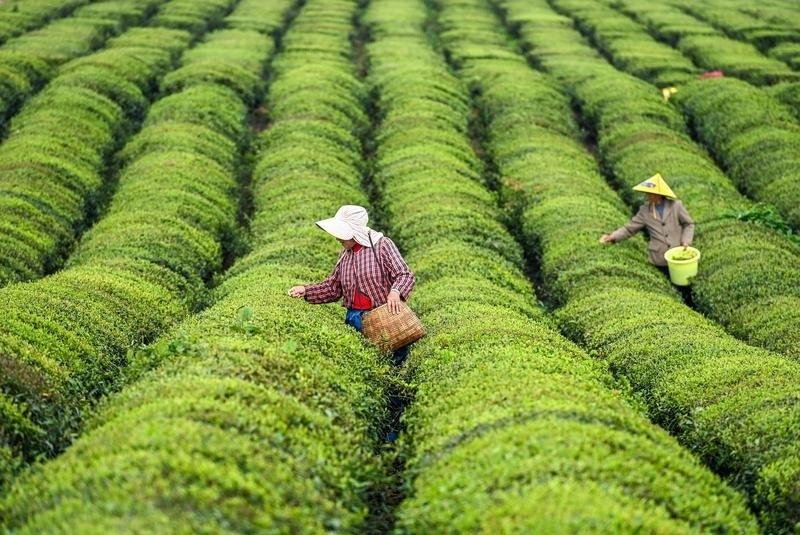 今年的浙江茶叶市场，除了极少数茶农因为销路固定躺赚或微赚外，大多数茶农则遭遇了丰