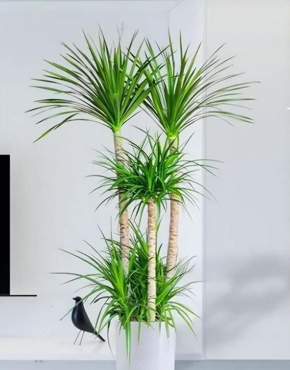 龙血树叶子黄了？别急着扔。不是你养不好，是太心疼它了。天天晒太阳，水浇得比