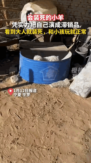 “解释不清了”！宁夏一位养殖户打算把自家小羊拉到集市卖掉，谁知道这小羊精得很，一