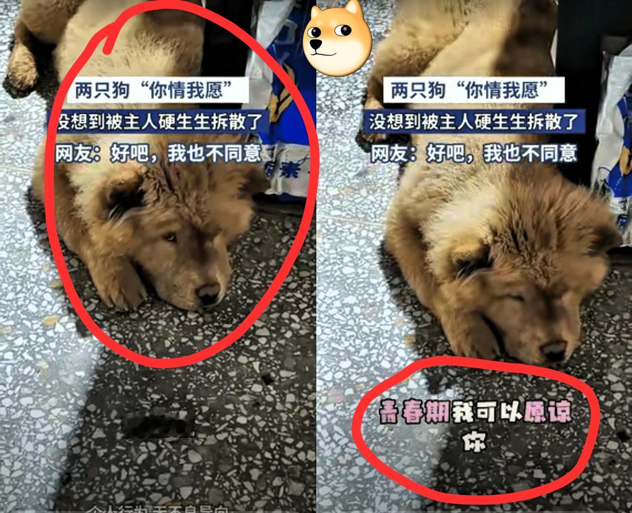 女子养的狗子和一只流浪狗谈恋爱了，女子不同意，阻止狗子和对方见面，还不停的给狗子