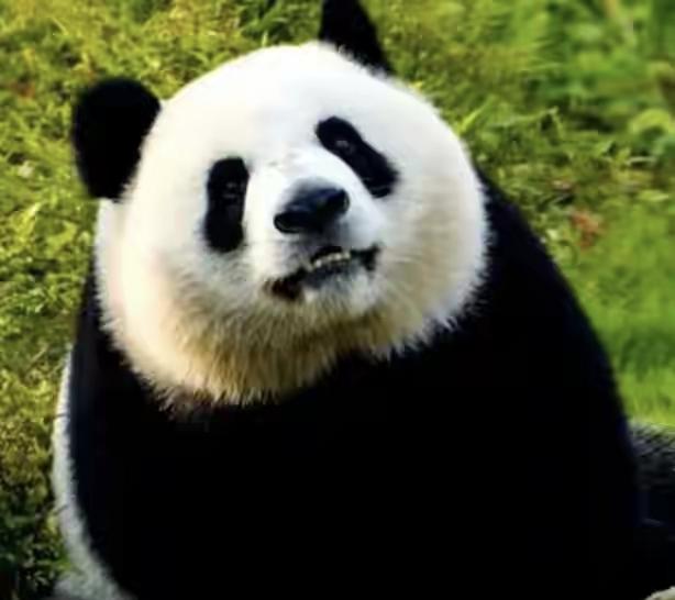 印：阿中阿中，你太过分了！凭什么别的国家都能租你的熊猫，我申请了四十多年，你愣是