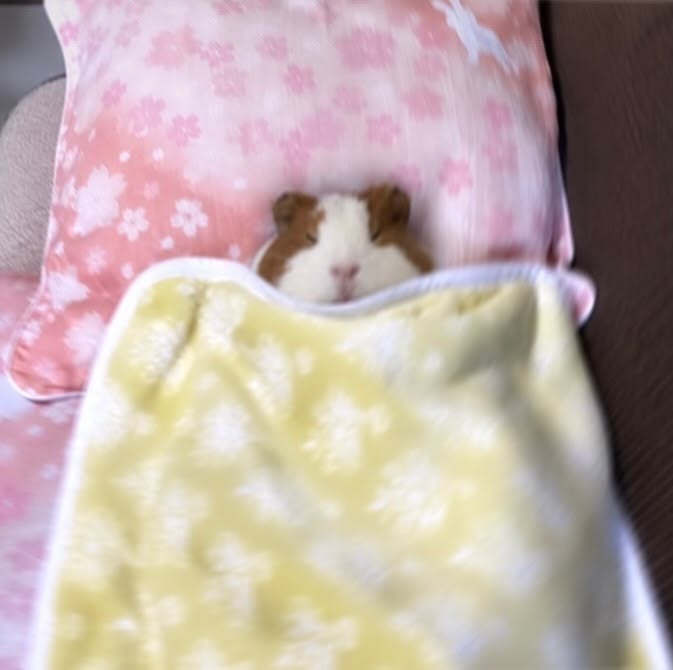 邱奵婕睡觉​​​