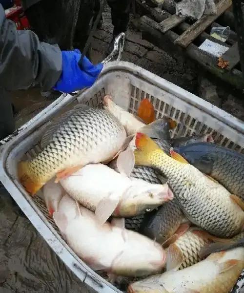 鲤鱼贵为“四大家鱼”之一，为啥却被南方人嫌弃？别的地方我不知道，但在我们江西这