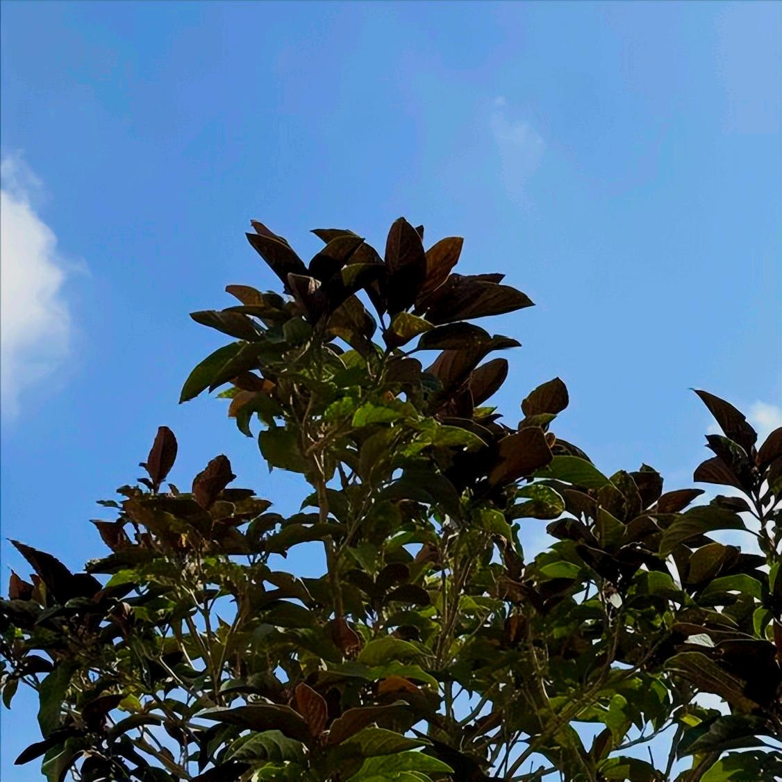 广东：党纪政务处分南方医科大学1人  为近年来的第3人 12月22日，广东