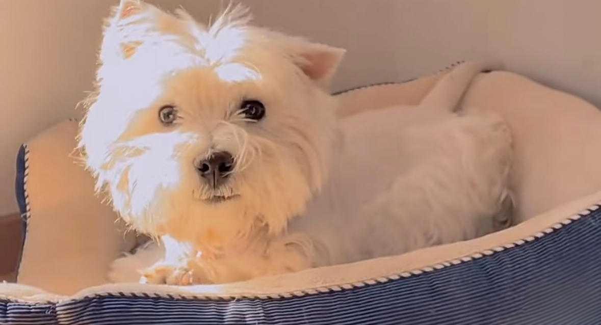 一条剧毒鸡脖，毒死11只宠物！北京这个投毒者被判四年，受害主人却说：太轻了！