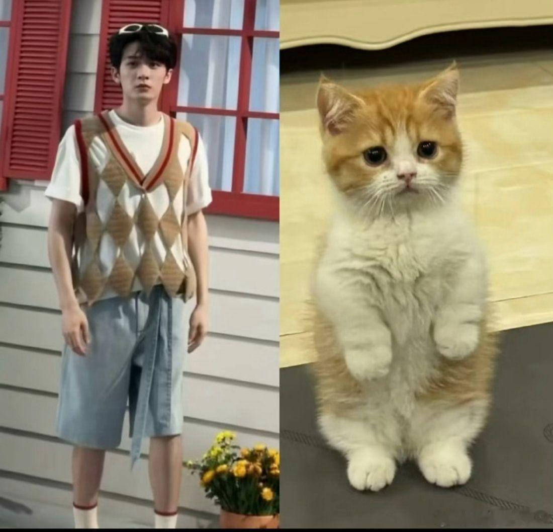 檀猫猫无疑了，简直一模一样，超级可爱喵​​​