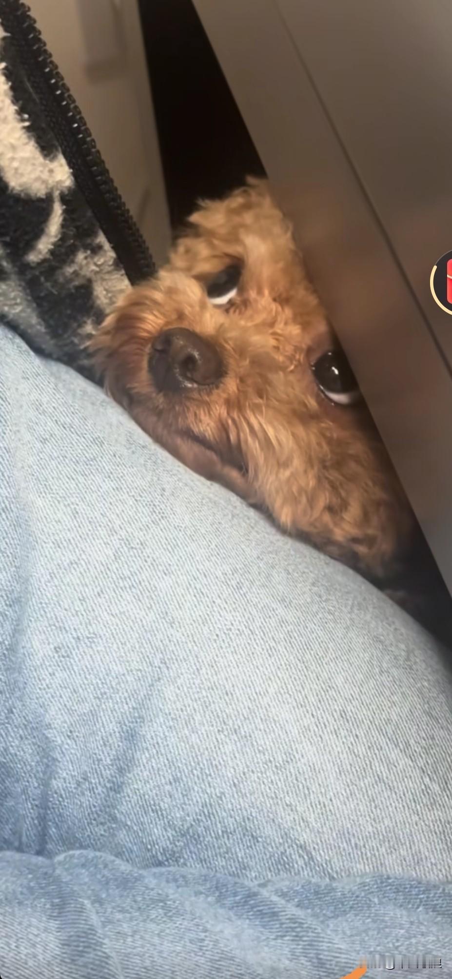 泰迪被困在洞穴中出不来，脑袋从洞口探出一点，望着外面的世界。它那两只眼睛可怜巴巴