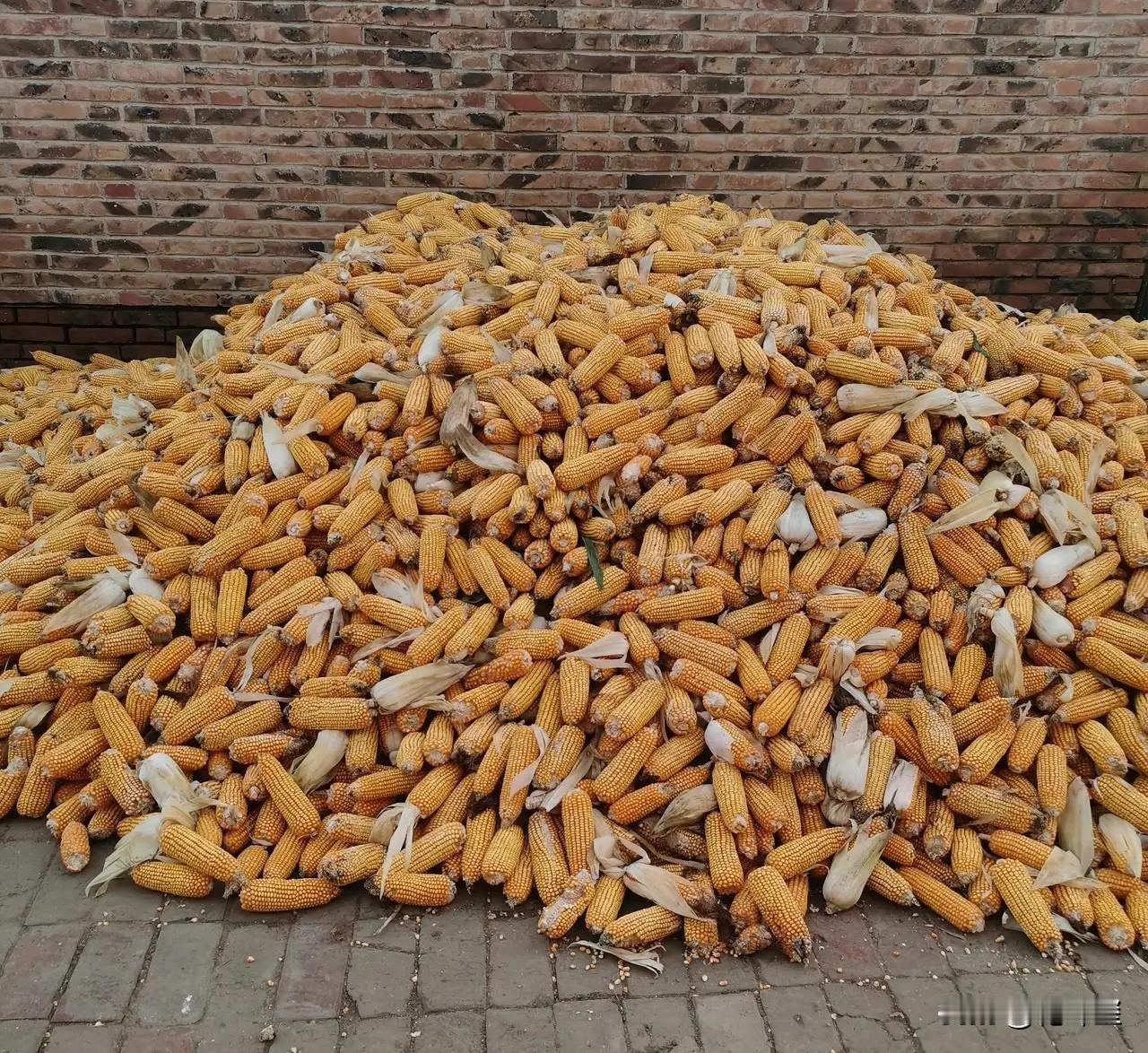 从来没有过的丰收，也从来没有过的损失？地处华北地区沧州地区东四县（对盐山