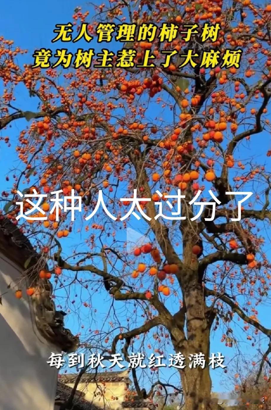 老刘家柿子被摘，还被讹了几千块钱，无故躺枪气的不行。老刘跟儿子进城，老家没人了，