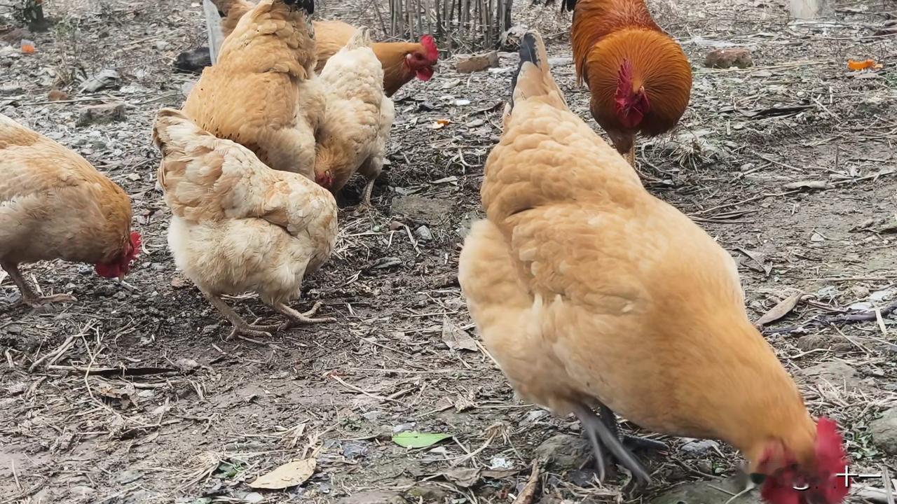 我家今年养的土鸡，终于开始产蛋了。这是今年用自家养的老母鸡孵抱的，共25枚种蛋