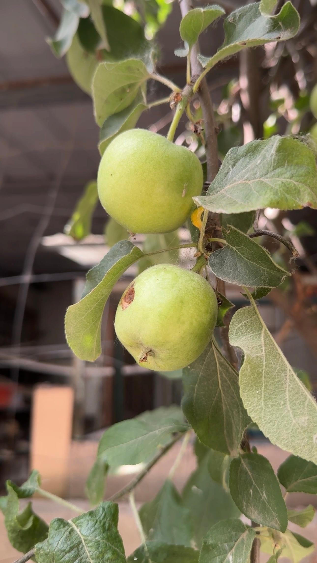 葡萄和山楂又长大一圈发现小鸟把🍏啄出一个洞来等成熟还是个漫长的过程啊晚安啦(*