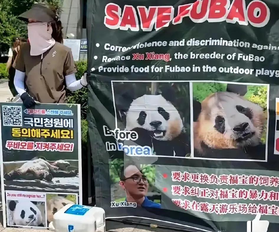 韩国人街头抗议中国人虐待大熊猫福宝！韩国人真的吃饱了撑的，莫名其妙的抗议，抗议