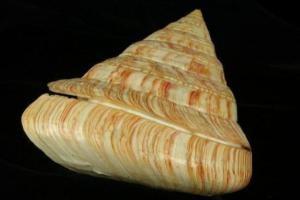 1965年9月，渔民张万全夫妇在东沙群岛海域捕鱼。晚上收完最后一张网时，张万全的