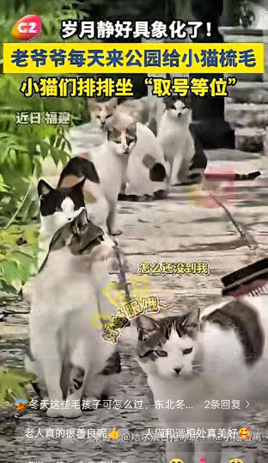 火上新华社了。近日，黑龙江一处公园出现了一群流浪猫，令人傻眼的是，每天固定时间