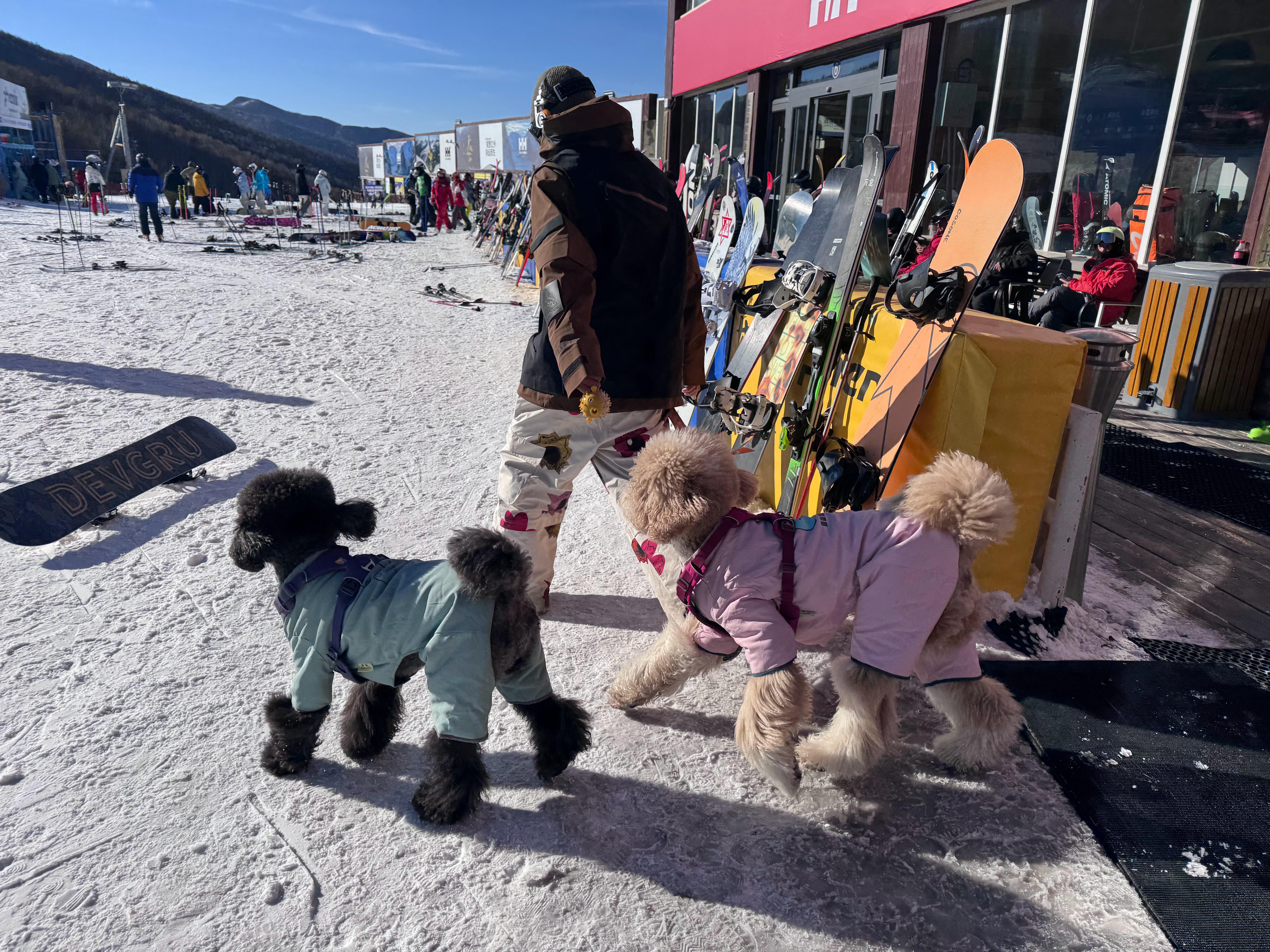 也太可爱了吧，雪场“显眼包”，最佳配饰，羡慕了有没有养狗人士给点建议，要不要养狗