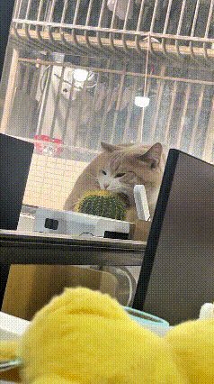 看完这个视频，真是把人给逗乐了，这只小猫胆子也太大了，啥东西都想去啃两口。就这个