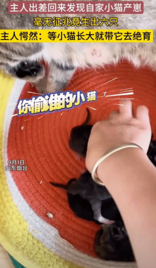 “万万没想到！”山东女子出差1个月，给猫备好猫粮，归来竟发现家里凭空多了6只小猫