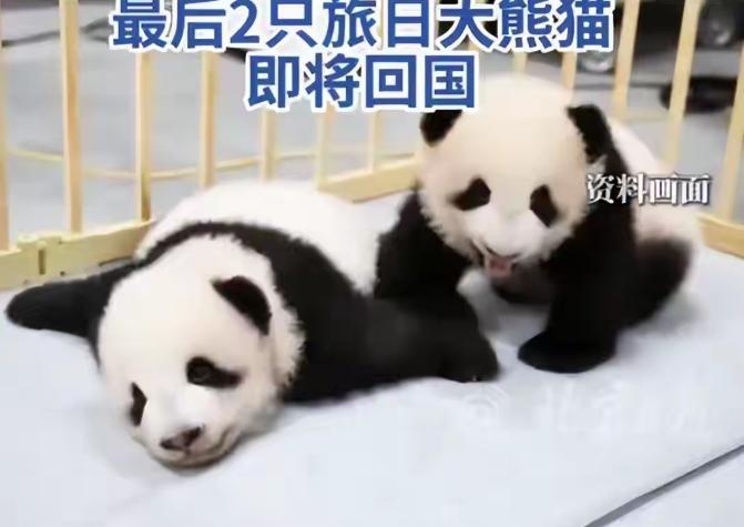 如果台湾敢把大熊猫租借给日本，我们就有权力封锁台湾，把大宝贝抢回来！日本人盯上台