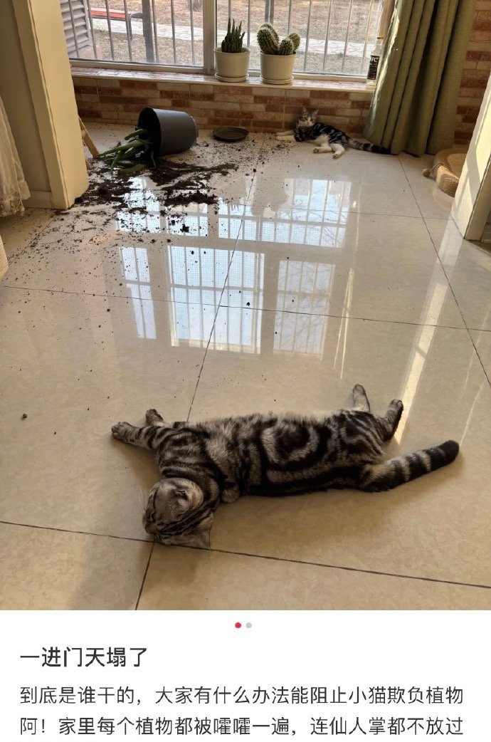 猫和植物无法共存