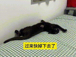 我看了好几遍这个视频，实在是憋不住想笑。黑猫躺在床边睡觉，主人还提醒它往里边挪挪