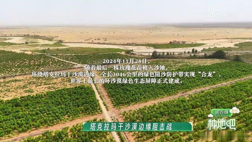 跟着十个勤天看沙漠种花十个勤天扎根塔克拉玛干荒漠栽种玫瑰，顶着风沙铺设滴灌，以青