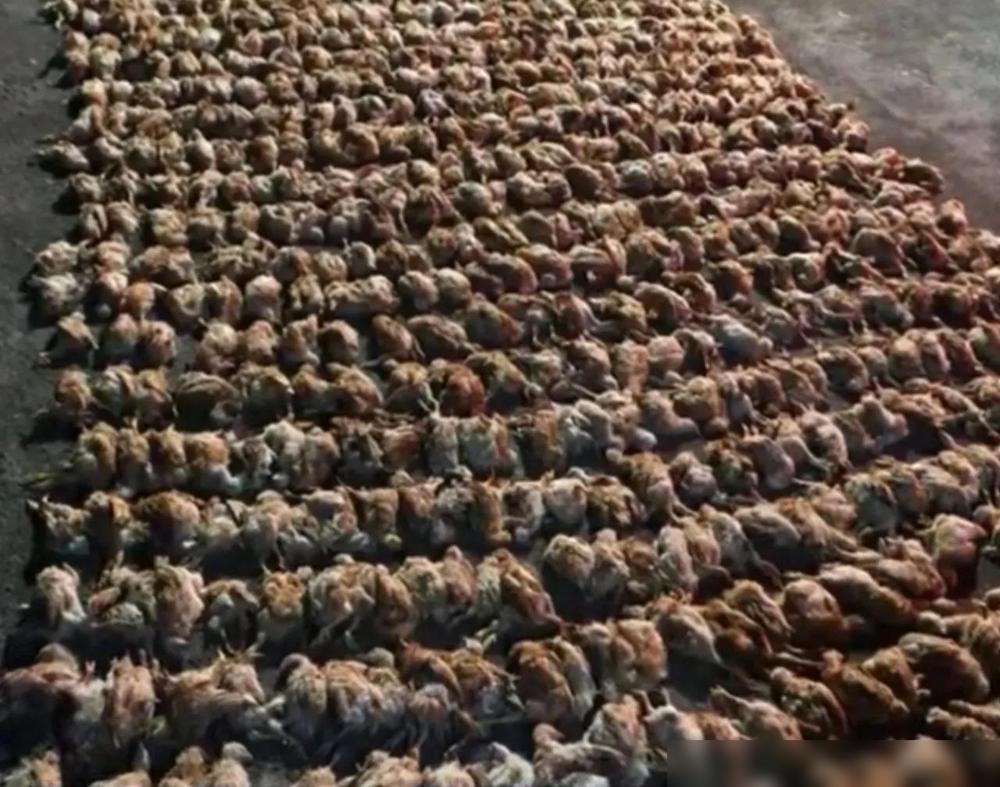 1400只鸡，一只没被咬，全被吓死了！要我说，这事最扎心的地方不是鸡死了，而