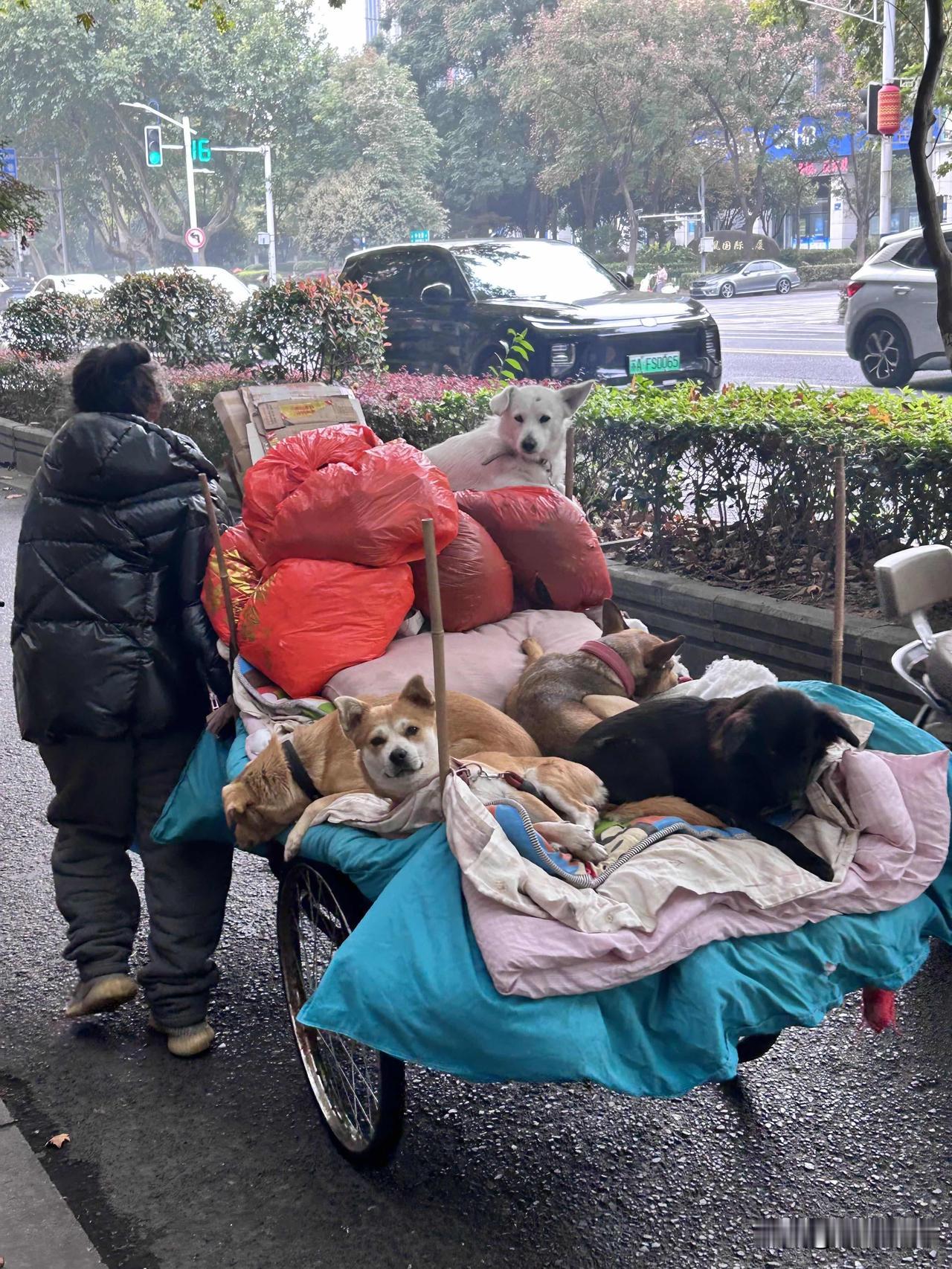 下班偶遇的温暖，治愈了整天下班的疲惫！下班路上，撞见一位阿姨载着几只小狗