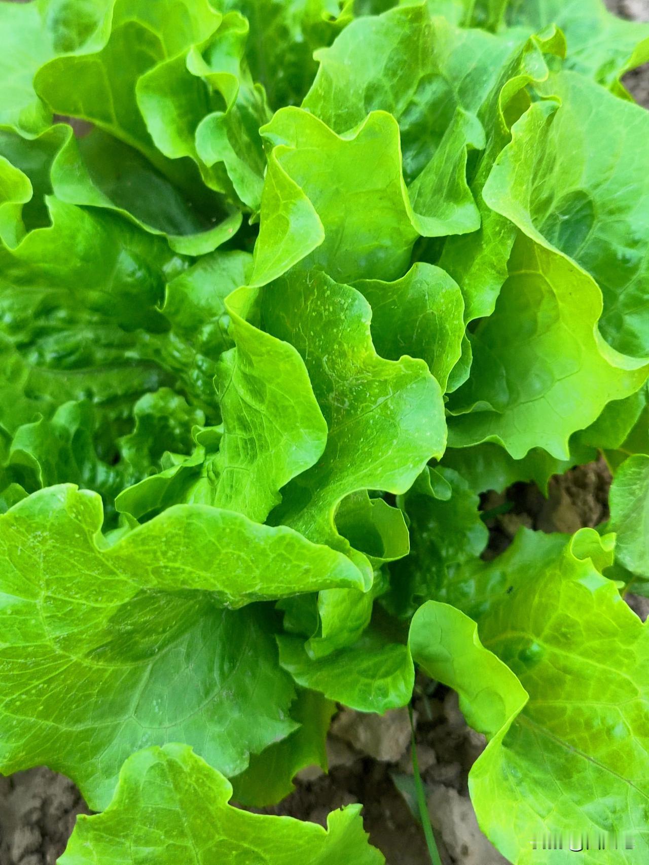 这是小菜园种植的意大利生菜，它具有极高的耐热性与耐寒性，四季均可种植。它是生菜品