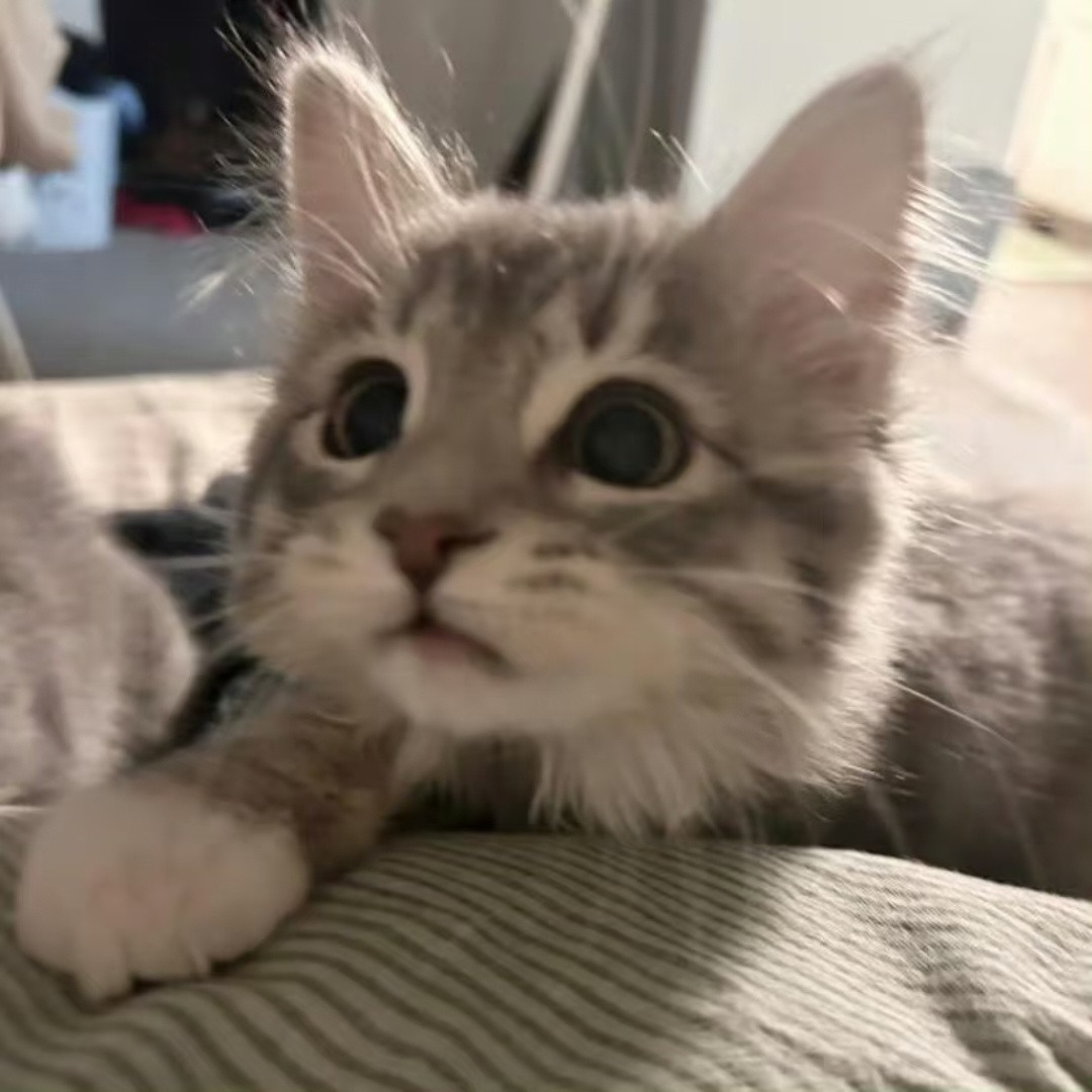 低脂呆萌小猫图​​​