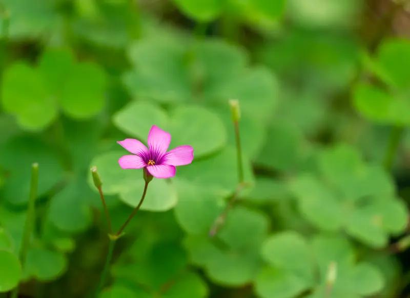 养小花着实乐趣无穷！此前，我在阳台栽种了绿萝、长寿花和矮牵牛。起初，状况不断，绿