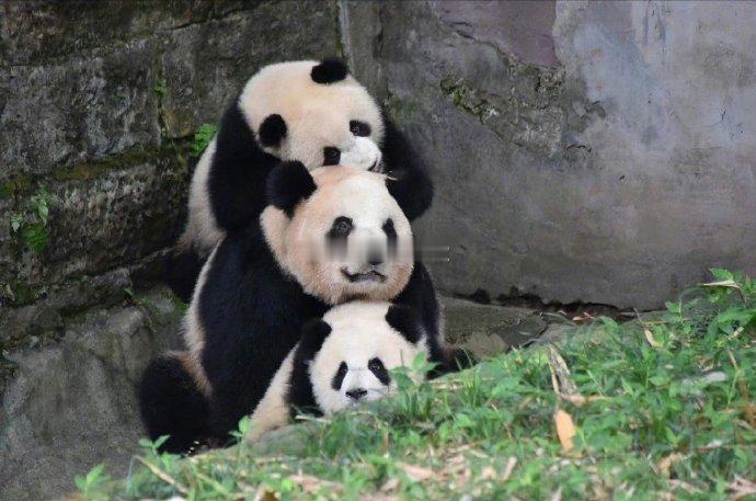 遇到叠叠熊猫请不要无视，你的运势三倍上升！