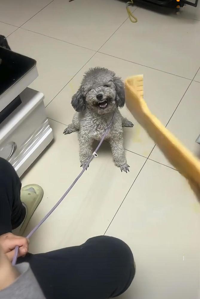 同事家这只小狗老是乱撒尿，同事在教育它的时候被它咬了一口当场就破皮流血了。说