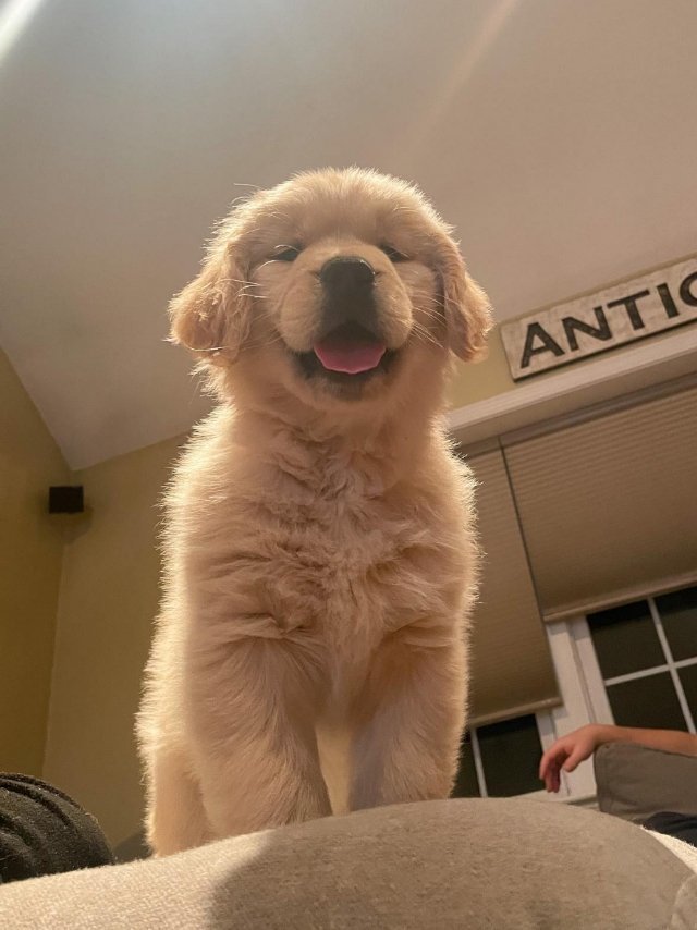 被烈性犬捕获的第一视角​​​