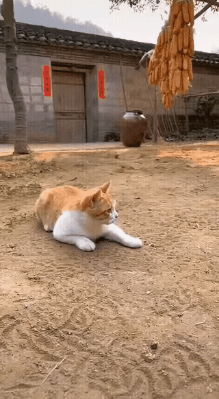 猫咪和二哈是一对冤家，它们经常打架。二哈打不过猫咪，脸常常被猫咪挠花。二哈看到旁