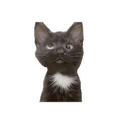 抽象猫咪动态表情包
