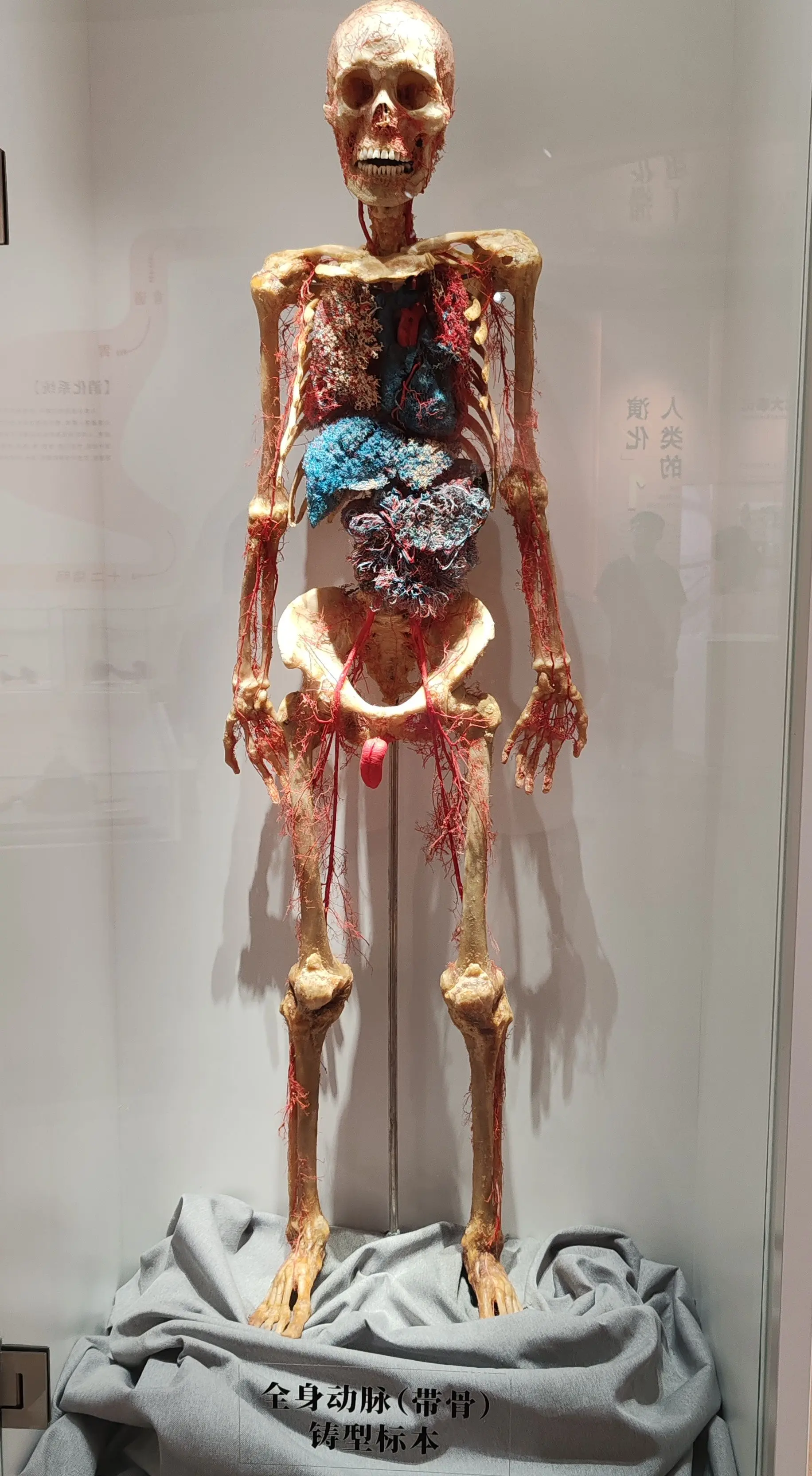 真实人体标本 自然生物标本
