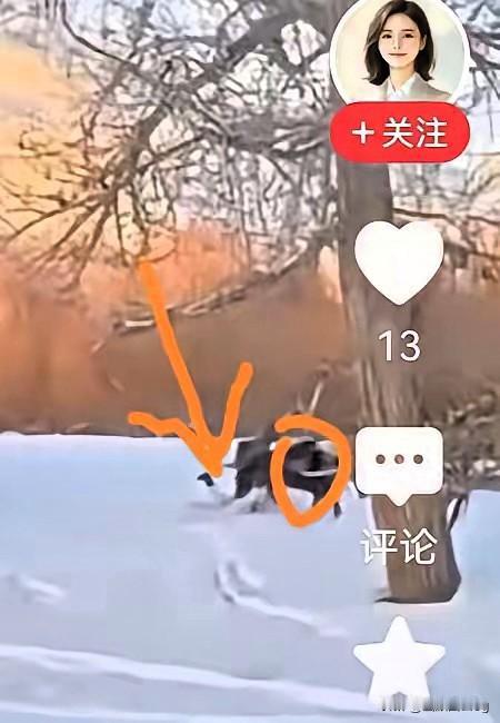 贺娇龙的悲剧，哪是“意外”那么简单！脚卡马镫被拖行、遭马蹄踩踏，这背后藏着的是安