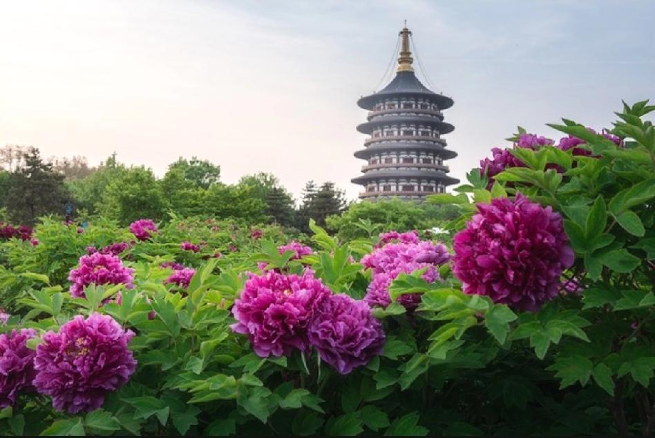 华为手机就这样选：商务旗舰--选Mate系列影像旗舰--选Pura系列要