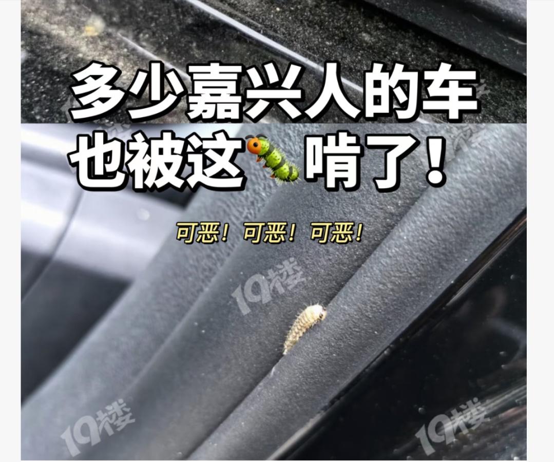 开车的朋友注意了，千万别把车停在这种树下面！近日，上海、江苏、浙江等地的多名