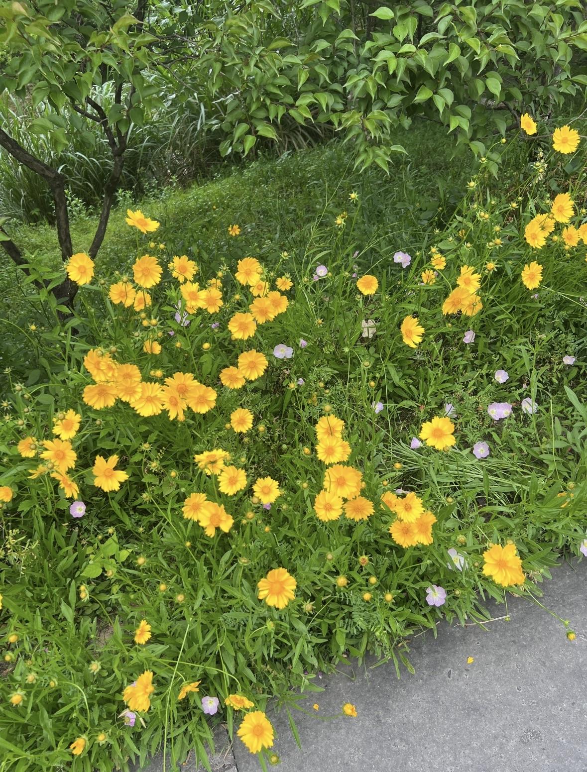 二叔家里嫁女儿，没想到前两天查出女儿怀孕了，想隐瞒，拖到结完婚，过完10万彩礼再